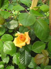 Garden Sun Climbing Rose ~ Rosa 'Meivaleir' G2