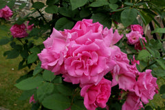 Zephirine Drouhin Climbing Rose ~ Rosa x  G2