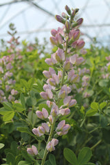 Decadence® Deluxe Pink Truffles False Indigo ~ Baptisia 'Pink Truffles' 19CM