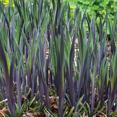 Purple Flame Blue Flag Iris ~ Iris versicolor 'Purple Flame' 19CM