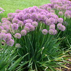 Serendipity Ornamental Onion ~ Allium hybrid 19CM
