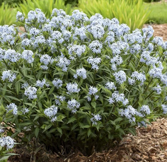 Starstruck Blue Star ~ Amsonia 'Starstruck' 19CM