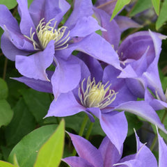 Boulevard® Olympia™ Clematis ~ Clematis x 'Evipo099' 19CM