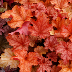 Paprika Coral Bells ~ Heuchera x 'Paprika' 19CM