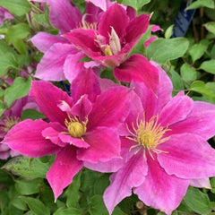 Boulevard® Vicki™ Clematis ~ Clematis x 'Evipo114' 19CM
