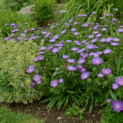 Honeysong Purple Stoke’s Aster ~ Stokesia laevis 'Honeysong Purple' 19CM