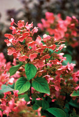 Quick Fire® Panicle Hydrangea ~ Hydrangea paniculata 'Bulk' G1 TREE
