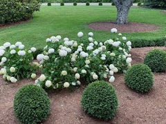 NewGen Independence® Boxwood ~ Buxus NewGen Independence® G3