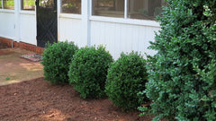 NewGen Freedom® Boxwood ~ Buxus x ‘SB 300’ G3