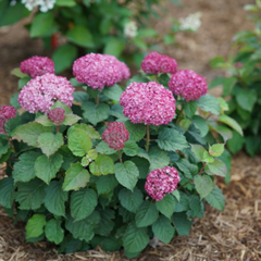 Invincibelle Mini Mauvette® Smooth Hydrangea ~ Hydrangea arborescens 'NCHA7' G1