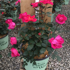 Miracle on the Hudson™ Pink ~ Rosa x 'Bartholomew' G3