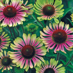 Green Twister Coneflower ~ Echinacea purpurea 'Green Twister'  G1