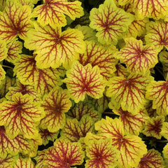 Red Lightning Coral Bells ~ Heuchera x 'Red Lightning' 19CM