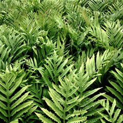 Sensitive Fern ~ Onoclea sensibilis G1