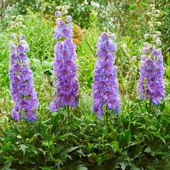 Delgenius™ Shelby Larkspur ~ Delphinium x 'Shelby' G1