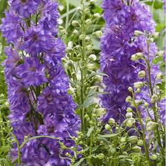 Delgenius™ Breezin Larkspur ~ Delphinium x 'Breezin' G1