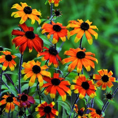 Prairie Glow Brown-Eyed Susan ~ Rudbeckia triloba G1