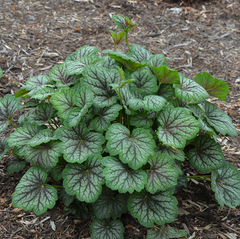 Green Spice Coral Bells ~ Heuchera americana 'Green Spice' 19CM