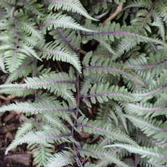 Godzilla Japanese Painted Fern ~ Athyrium 'Godzilla' 19CM