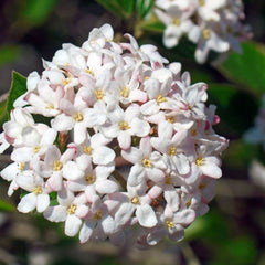 Spice Island™ Koreanspice Viburnum ~ Viburnum carlesii 'J.N. Select A' G3