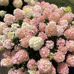 Fire Light Tidbit® Panicle Hydrangea ~ Hydrangea paniculata 'SMNHPK' G3