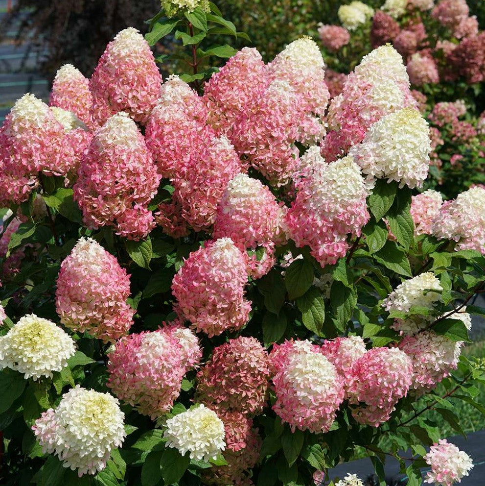 Quick Fire Fab® Panicle Hydrangea ~ Hydrangea paniculata 'SMNHPM' G3
