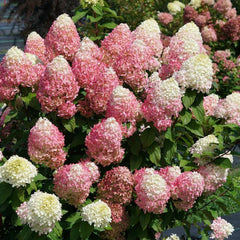 Quick Fire Fab® Panicle Hydrangea ~ Hydrangea paniculata 'SMNHPM' G3