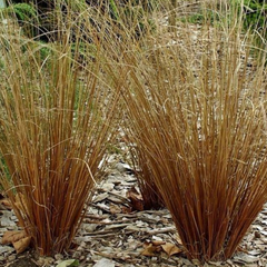 Leatherleaf Sedge ~ Carex buchananii 'Firefox' 19CM