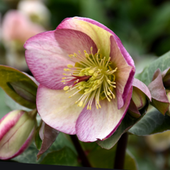 Frostkiss® Glenda's Gloss Lenten Rose ~ Helleborus x 'Glenda's Gloss' 19CM