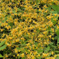 Amber Queen Barrenwort ~ Epimedium x 'Amber Queen' 19CM