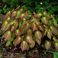 Red Barrenwort ~ Epimedium x rubrum 19CM