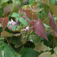 Pink Elf Barrenwort ~ Epimedium ‘Pink Elf’ 19CM