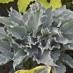 Shadowland® Waterslide Plantain Lily ~ Hosta 'Waterslide' 19CM