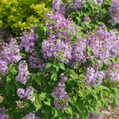 Scentara Pura® Lilac ~ Syringa x hyacinthiflora 'SMNSHSO' G3