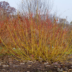 Arctic Fire® Yellow Red Twig Dogwood ~ Cornus sericea  'SMNCSBD' G3