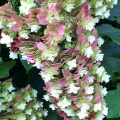 Snowcicle Oakleaf Hydrangea ~ Hydrangea quercifolia ‘Snowcicle’ G3