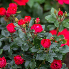 Petite Knock Out® Rose ~ Rosa 'Meibenbino' PF600