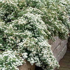 Snow Flurry Heath Aster ~ Aster ericoides 'Snow Flurry' G1