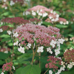 Pinky Pollen Ring™ Smooth Hydrangea ~ Hydrangea arborescens 'SMHALP' G3