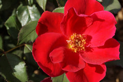 Miracle on the Hudson™ Shrub Rose ~ Rosa x 'Bartholomew' G3
