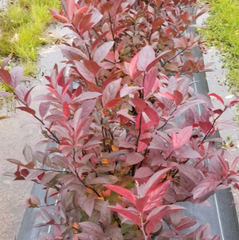 Fountains of Rouge® Sweetspire ~ Itea virginica 'SMIHGRS' G3