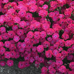 Paint the Town Red Pinks ~ Dianthus x 'Paint the Town Red' 19CM
