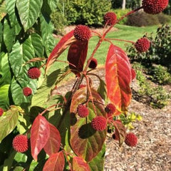 Crimson Comet Button Bush ~ Cephalanthus occidentalis 'Crimson Comet' G3