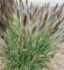 Cayenne Fountain Grass ~ Pennisetum alopecuroides 'CAYENNE' G2
