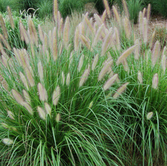 Etouffee™ Fountain Grass ~ Pennisetum alopecuroides Etouffee G2
