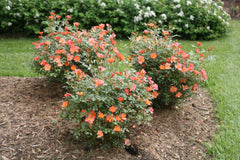 Oso Easy Hot Paprika® Rose ~ Rosa x 'FARROWRSP' G2
