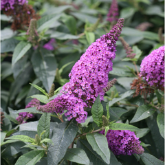 Pugster Periwinkle® Butterfly Bush ~ Buddleia davidii ‘SMNBDO’ G3