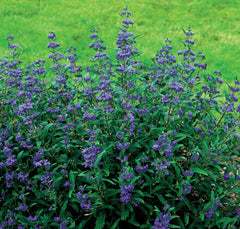 PETIT BLEU® Bluebeard ~ Caryopteris x clandonensis 'Minbleu' G2