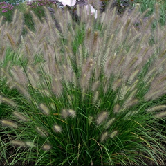 WorryFree® Hush Puppy™ Fountain Grass ~ Pennisetum alopecuroides 'Tift PA5' G2