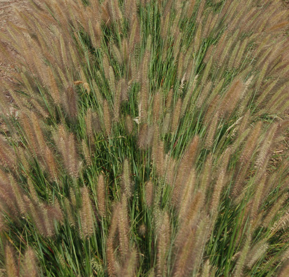 Jambalaya Fountain Grass ~ Pennisetum alopecuroides 'Jambalaya' G2